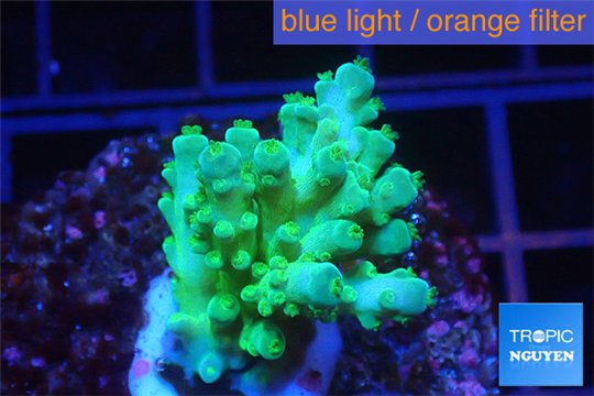 Acropora green Fijii 3-4 cm WYSIWYG acclimaté