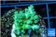 Acropora green Fijii 3-4 cm WYSIWYG acclimaté