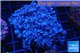 Xenia blue 5-7 cm WYSIWYG acclimaté