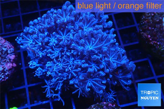 Xenia blue 5-7 cm WYSIWYG acclimaté