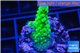 Acropora green purple tip & yellow polyps 2-3 cm WYSIWYG acclimaté