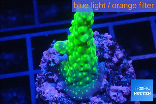 Acropora green purple tip & yellow polyps 2-3 cm WYSIWYG acclimaté