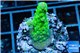 Acropora green purple tip & yellow polyps 2-3 cm WYSIWYG acclimaté
