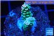 Acropora purple pink Indonesia 1-3 cm WYSIWYG acclimaté