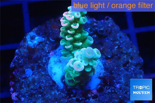 Acropora purple pink Indonesia 1-3 cm WYSIWYG acclimaté