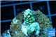 Acropora purple pink Indonesia 1-3 cm WYSIWYG acclimaté