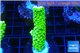 Acropora full neon green 3-4 cm WYSIWYG acclimaté