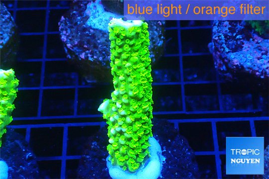 Acropora full neon green 3-4 cm WYSIWYG acclimaté