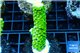 Acropora full neon green 3-4 cm WYSIWYG acclimaté