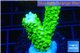 Acropora full neon green 3-4 cm WYSIWYG acclimaté