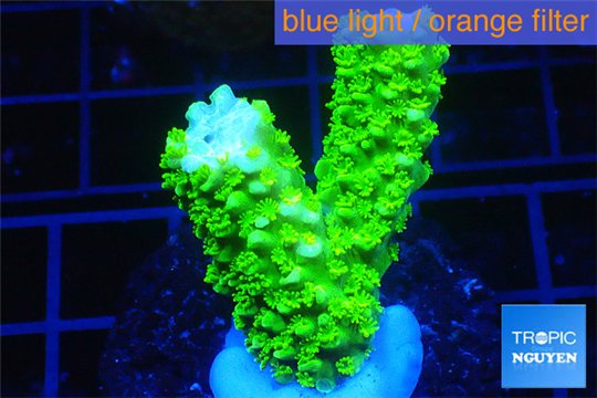 Acropora full neon green 3-4 cm WYSIWYG acclimaté