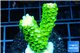 Acropora full neon green 3-4 cm WYSIWYG acclimaté