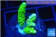 Acropora full neon green 3-4 cm WYSIWYG acclimaté