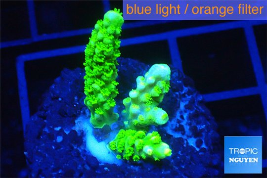 Acropora full neon green 3-4 cm WYSIWYG acclimaté