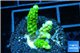 Acropora full neon green 3-4 cm WYSIWYG acclimaté