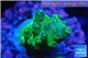 Acropora green purple tip & yellow polyps 2-3 cm WYSIWYG acclimaté