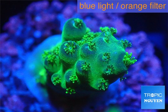 Acropora green purple tip & yellow polyps 2-3 cm WYSIWYG acclimaté