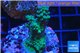 Acropora green blue Australia 2-4 cm WYSIWYG acclimaté