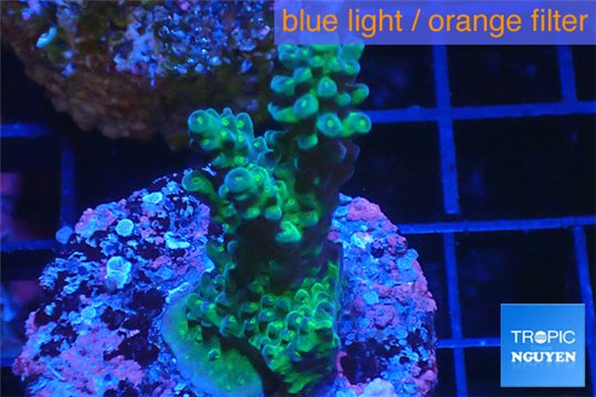 Acropora green blue Australia 2-4 cm WYSIWYG acclimaté