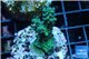 Acropora green blue Australia 2-4 cm WYSIWYG acclimaté