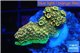 Acropora pikachu Indonesia 2-4 cm WYSIWYG acclimaté