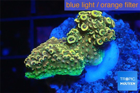 Acropora pikachu Indonesia 2-4 cm WYSIWYG acclimaté