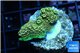 Acropora pikachu Indonesia 2-4 cm WYSIWYG acclimaté