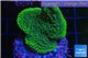Montipora purple blue 2-4 cm WYSIWYG acclimaté