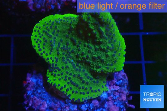 Montipora purple blue 2-4 cm WYSIWYG acclimaté