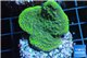 Montipora purple blue 2-4 cm WYSIWYG acclimaté
