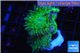 Duncanopsammia green 3 polyps WYSIWYG acclimaté
