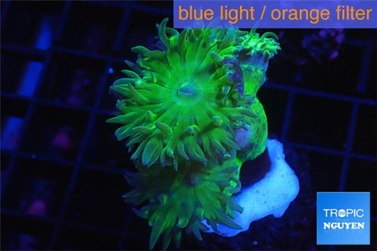 Duncanopsammia green 3 polyps WYSIWYG acclimaté