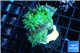 Duncanopsammia green 3 polyps WYSIWYG acclimaté