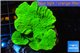 Montipora green cap 4-5 cm WYSIWYG acclimaté