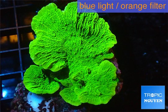 Montipora green cap 4-5 cm WYSIWYG acclimaté