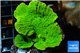 Montipora green cap 4-5 cm WYSIWYG acclimaté