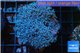 Xenia blue 4-6 cm WYSIWYG acclimaté