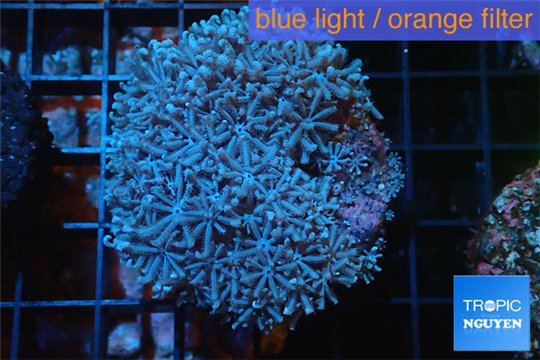 Xenia blue 4-6 cm WYSIWYG acclimaté