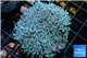 Xenia blue 4-6 cm WYSIWYG acclimaté
