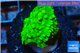 Acropora green 2-3 cm WYSIWYG acclimaté