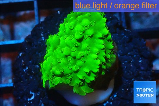 Acropora green 2-3 cm WYSIWYG acclimaté