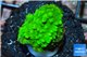 Acropora green 2-3 cm WYSIWYG acclimaté