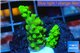 Acropora green 2-3 cm WYSIWYG acclimaté