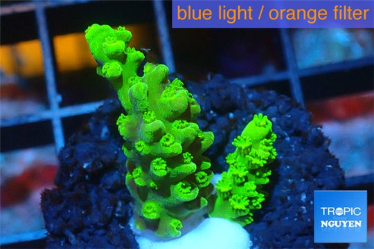Acropora green 2-3 cm WYSIWYG acclimaté