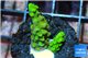 Acropora green 2-3 cm WYSIWYG acclimaté