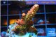 Acropora sunset pink toxic green polyps 2-4 cm WYSIWYG acclimaté