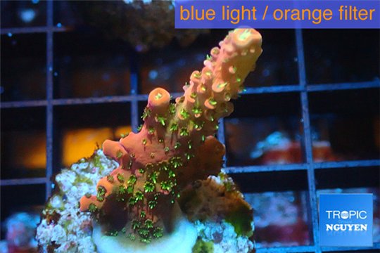 Acropora sunset pink toxic green polyps 2-4 cm WYSIWYG acclimaté