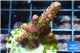 Acropora sunset pink toxic green polyps 2-4 cm WYSIWYG acclimaté