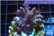 Acropora full purple Indonesia 3-4 cm WYSIWYG acclimaté