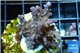 Acropora full purple Indonesia 3-4 cm WYSIWYG acclimaté